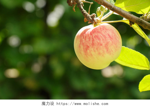 苹果在花园里的树枝上苹果在天然绿色背景上的分支